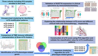 m7G regulator-mediated methylation modification patterns define immune cell infiltration and patient survival